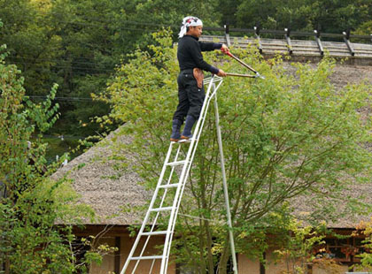 Tree Pruning